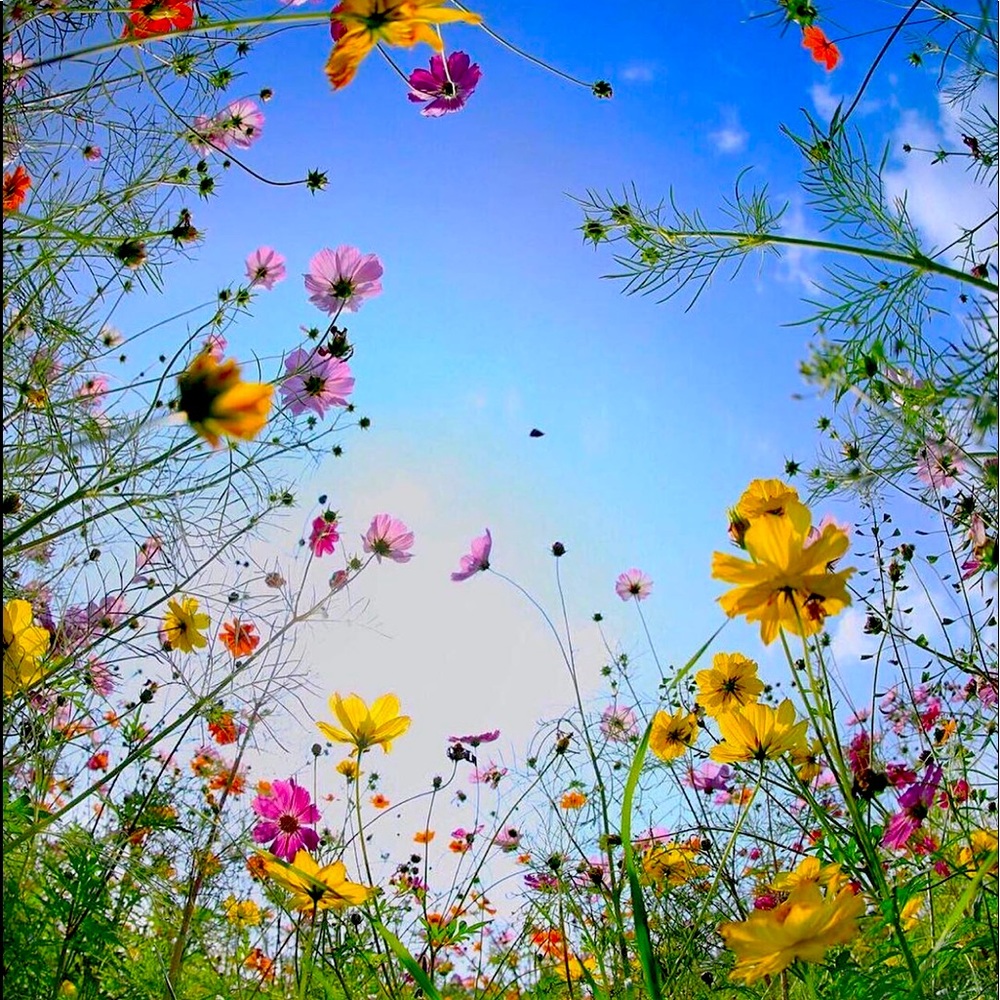 Thanks for stopping in and for your interest!